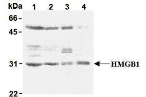 Western Blotting (WB) image for anti-High Mobility Group Box 1 (HMGB1) antibody (ABIN1107584) (HMGB1 antibody)