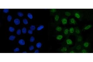IF analysis of Cyclin A2 using anti-Cyclin A2 antibody (ABIN3043481). (Cyclin A antibody  (AA 10-168))