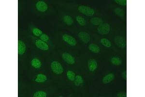IF analysis of SERINC2 using anti-SERINC2 antibody (ABIN7602193). (SERINC2 antibody  (AA 62-378))