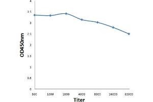 Antigen: 0. (TRIM33 antibody  (AA 981-1127))