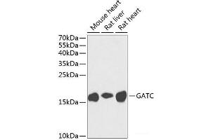 Western blot analysis of extracts of various cell lines using GATC Polyclonal Antibody at dilution of 1:1000.