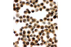 Immunohistochemistry (IHC) image for anti-Synaptosomal-Associated Protein, 23kDa (SNAP23) (AA 192-211), (C-Term) antibody (ABIN3044163)