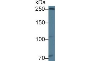 Ninein antibody  (AA 1-153)