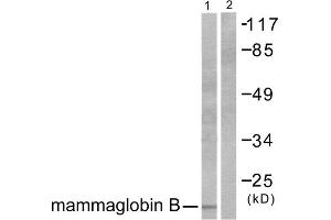 Western blot analysis of extracts from HepG2 cells, using Mammaglobin B antibody (ABIN5976449).