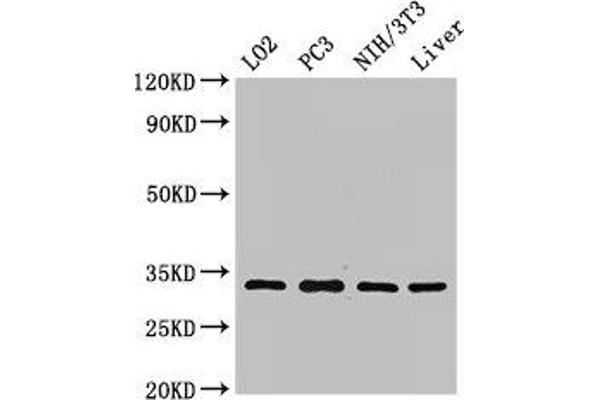 SIX Homeobox 1 antibody  (AA 144-262)