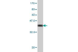 Western Blot detection against Immunogen (36.