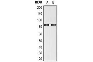 Western blot analysis of TRAF3IP1 expression in U87 (A), HeLa (B) whole cell lysates. (TRAF3IP1 antibody  (Center))