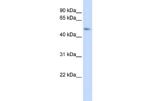 WB Suggested Anti-C15orf27 Antibody Titration: 0. (C15orf27 antibody  (Middle Region))