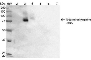Western Blot analysis of N-terminal Arginine-BSA showing detection of 67 kDa N-terminal Arginylation protein using Mouse Anti-N-terminal Arginylation Monoclonal Antibody, Clone 2A4 . (Arginylation (N-Term) antibody (Biotin))