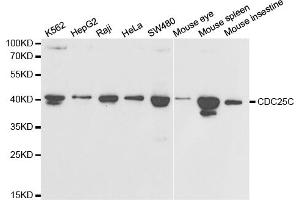 Western blot analysis of extracts of various cell lines, using CDC25C antibody (ABIN5997406) at 1/1000 dilution. (CDC25C antibody)