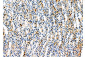 ABIN6261996 and ABIN6277723 at 1/100 staining Mouse kidney tissue by IHC-P.