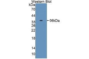 Figure. (C8A antibody  (AA 21-300))