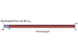 Image no. 3 for anti-BCL2-Like 1 (BCL2L1) (AA 18-233) antibody (ABIN968153) (BCL2L1 antibody  (AA 18-233))