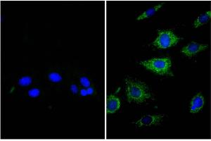NIH/Swiss mouse fibroblast cell line 3T3 was stained with Rat Anti-β-Actin-UNLB (right) followed by Donkey Anti-Rat IgG(H+L), Mouse SP ads-BIOT, and DAPI. (Donkey anti-Rat IgG (Heavy & Light Chain) Antibody (Biotin))