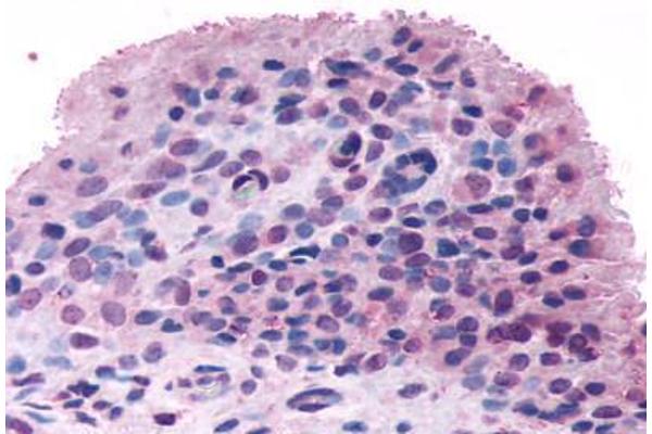 FZD5 antibody  (N-Term)