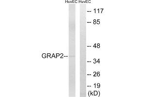 Western Blotting (WB) image for anti-GRB2-Related Adaptor Protein 2 (GRAP2) (Internal Region) antibody (ABIN1851379) (GRAP2 antibody  (Internal Region))