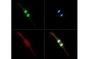 Immunofluorescence Microscopy of Rabbit Anti-Histone H3 [p Thr3, Dimethyl Lys4] Antibody. (Histone 3 antibody  (H3K4me2, pThr3))
