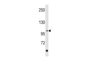 Western blot analysis of hRET-G28 (ABIN392040 and ABIN2841808) in MCF7 cell line lysates (35 μg/lane). (Ret Proto-Oncogene antibody  (N-Term))