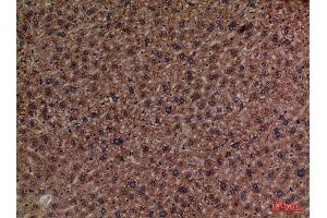 Immunohistochemistry (IHC) analysis of paraffin-embedded Mouse Liver, antibody was diluted at 1:100. (PCK1 antibody  (Internal Region))