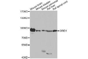 Western blot analysis of extracts of various cell lines, using GRID1 antibody (ABIN5974885) at 1/1000 dilution. (GRID1 antibody)