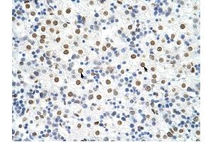 HNRPA3 antibody was used for immunohistochemistry at a concentration of 4-8 ug/ml to stain Hepatocytes (arrows) in Human Liver. (HNRNPA3 antibody  (N-Term))
