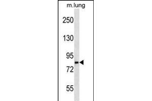 LRS Antibody (N-term) (ABIN656897 and ABIN2846096) western blot analysis in mouse lung tissue lysates (35 μg/lane).