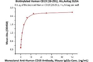 Immobilized Biotinylated Human CD19 (20-291), His,Avitag (ABIN6972966) at 1 μg/mL (100 μL/well) on Streptavidin  precoated (0. (CD19 Protein (AA 20-291) (His tag,AVI tag,Biotin))