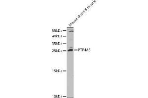 Western blot analysis of extracts of Mouse skeletal muscle, using PTP4 antibody (ABIN3015818, ABIN3015819, ABIN1682391 and ABIN6219168) at 1:1000 dilution.