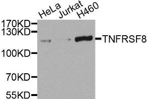 Western blot analysis of extracts of various cell lines, using TNFRSF8 antibody.