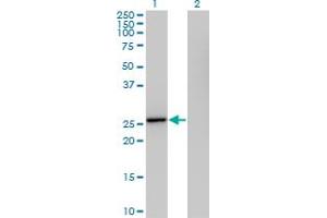 Western Blot analysis of IL27 expression in transfected 293T cell line by IL27 MaxPab polyclonal antibody. (IL-27 antibody  (AA 1-243))