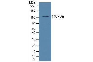 Western blot analysis of Human Raji Cells. (NFkB antibody  (AA 805-892))