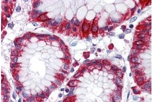 Anti-MBOAT4 antibody  ABIN1102980 IHC staining of human stomach. (MBOAT4 antibody  (Internal Region))