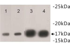 Western Blotting (WB) image for anti-Histone Cluster 1, H3f (HIST1H3F) (2meLys4) antibody (ABIN1854883) (HIST1H3F antibody  (2meLys4))