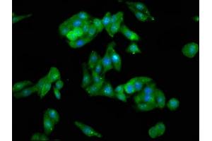 Immunofluorescence staining of HepG2 cells with ABIN7147063 at 1:100, counter-stained with DAPI. (PTRF antibody  (AA 12-44))