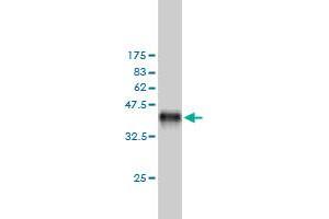 Western Blotting (WB) image for anti-Mitogen-Activated Protein Kinase Kinase Kinase Kinase 5 (MAP4K5) (AA 361-470) antibody (ABIN564860)