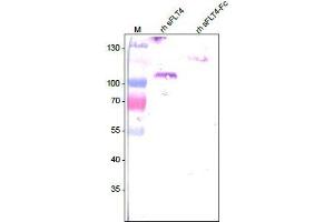 Western analysis of recombinant human soluble VEGFR3/FLT-4 using a Mouse anti-Human FLT-4 antibody . (FLT4 antibody  (Extracellular Domain))