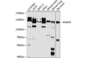 Western blot analysis of extracts of various cell lines, using MGE antibody (ABIN6132799, ABIN6143821, ABIN6143822 and ABIN6224867) at 1:1000 dilution. (MGEA5 antibody  (AA 380-580))