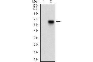 Western blot analysis using CAMK2G mAb against HEK293 (1) and CAMK2G (AA: 322-481)-hIgGFc transfected HEK293 (2) cell lysate. (CAMKII gamma antibody  (AA 322-481))