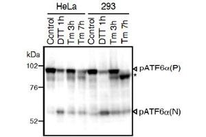 Western blot analysis of human cell extracts using ATF6 monoclonal antibody, clone 1-7 . (ATF6 antibody  (N-Term))