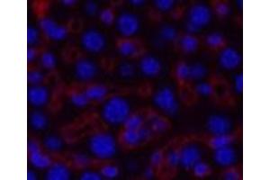 Immunofluorescence analysis of Mouse liver tissue using COL3A1 Monoclonal Antibody at dilution of 1:200. (COL3A1 antibody)