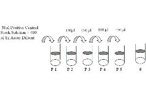 This picture shows the preparation of the positive control. (EPH Receptor A4 ELISA Kit)