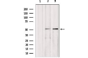 Western blot analysis of extracts from various samples, using AEBP2 antibody. (AEBP2 antibody  (Internal Region))