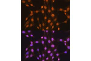 Immunofluorescence (IF) image for anti-ELAV (Embryonic Lethal, Abnormal Vision, Drosophila)-Like 1 (Hu Antigen R) (ELAVL1) antibody (ABIN7266913)