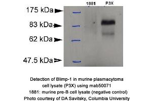 Image no. 1 for anti-PR Domain Containing 1, with ZNF Domain (PRDM1) (AA 199-409) antibody (ABIN363225) (PRDM1 antibody  (AA 199-409))