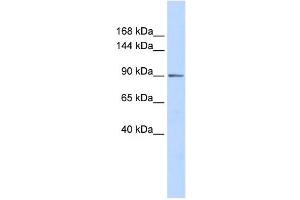 Western Blotting (WB) image for anti-PHD Finger Protein 16 (PHF16) antibody (ABIN2458082) (PHF16 antibody)