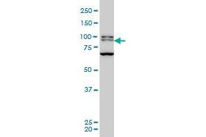 BRD3 monoclonal antibody (M03), clone 6C10 Western Blot analysis of BRD3 expression in Hela S3 NE . (BRD3 antibody  (AA 418-556))