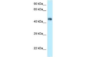 WB Suggested Anti-Fbxl3 Antibody Titration: 1. (FBXL3 antibody  (C-Term))