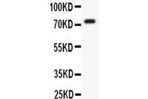 Anti- Kv4. (KCND3 antibody  (AA 1-177))
