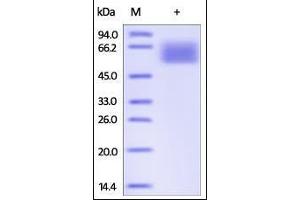 Human TGF-beta RII, Fc Tag on SDS-PAGE under reducing (R) condition. (TGFBR2 Protein (AA 23-159) (Fc Tag))