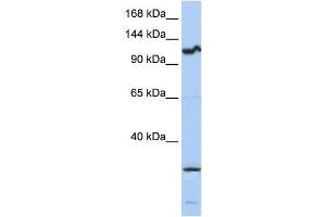 Western Blotting (WB) image for anti-Oncostatin M Receptor (OSMR) antibody (ABIN2459017) (Oncostatin M Receptor antibody)